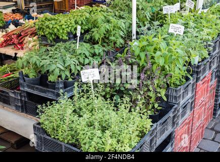 Herbs on the market Stock Photo