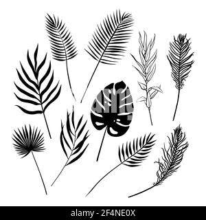 Tropical plant leaves. Vector silhouette collection Stock Vector Image ...