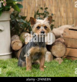 yorkshire terrier Stock Photo