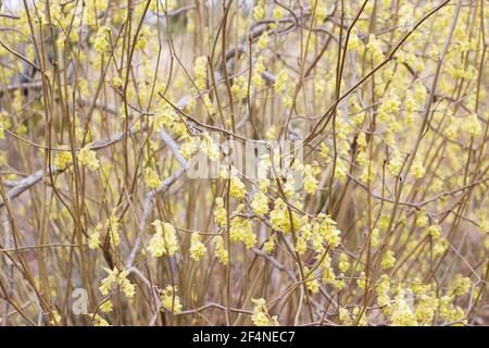 Corylopsis pauciflora - winter hazel. Stock Photo