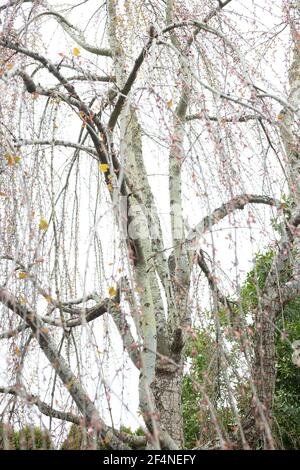 Cercidiphyllum japonicum 'pendulum' - weeping katsura tree, close up. Stock Photo