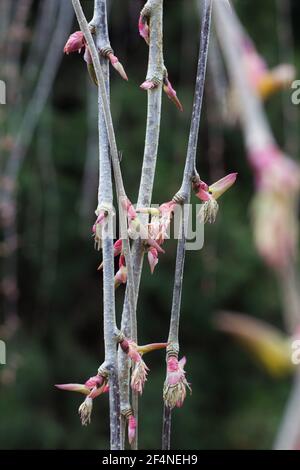 Cercidiphyllum japonicum 'pendulum' - weeping katsura tree, close up. Stock Photo