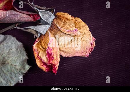 On a dark background, a dried rose flower with leaves. Presented in close-up, top view. Stock Photo