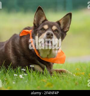 kelpiedog Stock Photo