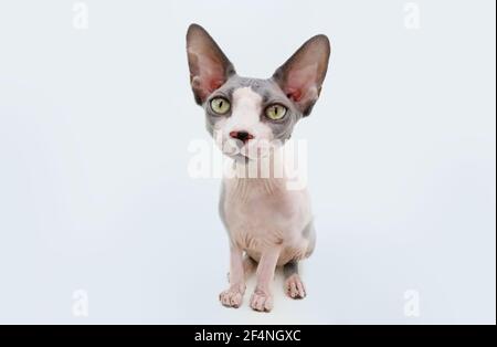 Funny Portrait  sphynx cat. Isolated on white background. Stock Photo