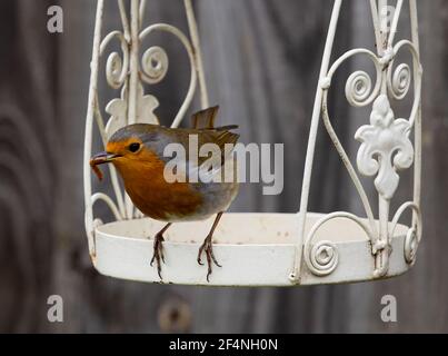 Closeup shot of a singing European robin perched on a swing in a cage Stock Photo