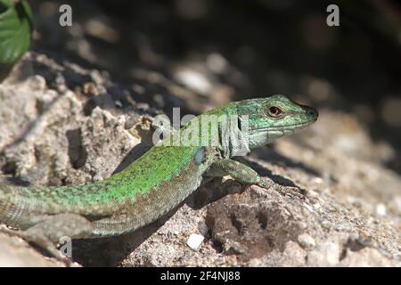 a Podarcis Siculus in Sicily Stock Photo