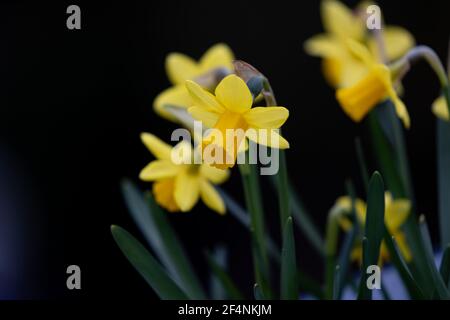 Closeup shot of beautiful daffodils on a black background Stock Photo
