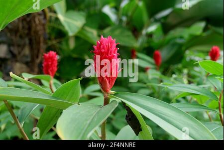 Closeup of Alpinia Purpurata or Red Ginger Flowers Growing among Green foliage Stock Photo