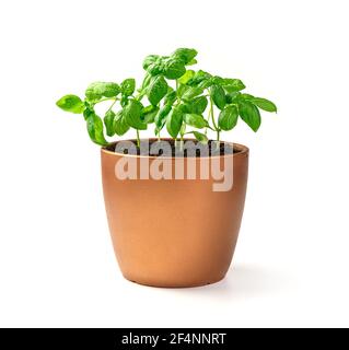 Young basil sprouts. A potted plant. Side view. The concept of cultivation. Stock Photo