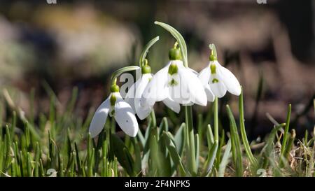 Close-up of snowdrop flowers on dark background Stock Photo