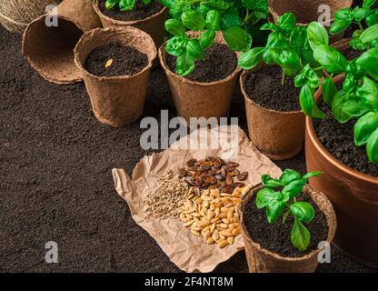 Basil sprouts and seeds of various kinds. Side view with copy space. Stock Photo