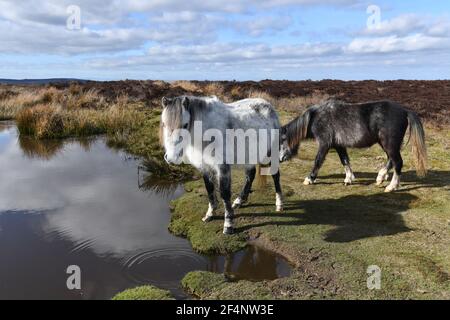 Wild horses ponies drinking water from natural pond on The Long Mynd In Shropshire, Uk wild pony Shropshire Hills Stock Photo