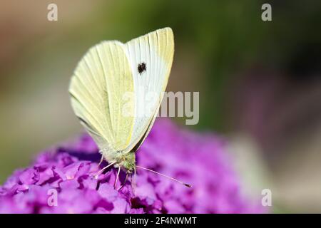 A portrait of a small white butterfly, also known as a cabbage white or cabbage butterfly sitting on the flowers of a pink delight or buddleja bush, f Stock Photo