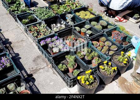 Customers in a garden shop filled with boxes of plants. Spring sale of flowers. Stock Photo