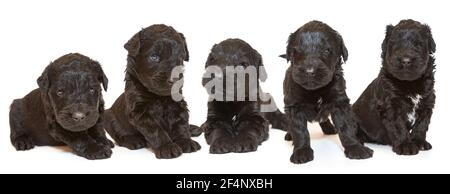 Five Russian Black Terrier puppies, isolated on a white background. Age 1 month. Stock Photo