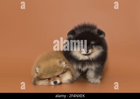 Two small Pomeranian puppies on a brown background Stock Photo