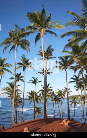 Coconut palm trees and two dogs on a tropical beach at sunrise, Sri Lanka. Stock Photo