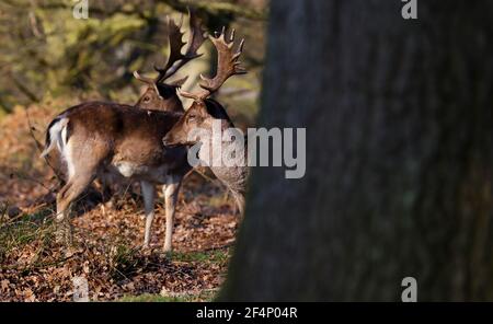 London, UK. 22 March 2021 Young Fallow Deer Stags - Richmond Park Andrew Fosker / Alamy Live News Stock Photo