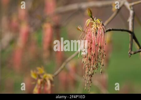 Italy, Lombardy, Box Elder, Acer Negundo, Female Flowers in Spring Stock Photo
