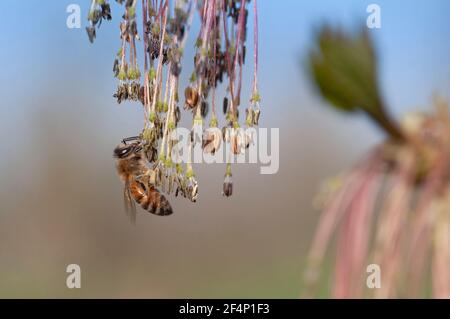 Italy, Lombardy, Box Elder,  Bee on Acer Negundo, Female Flowers in Spring Stock Photo