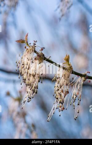 Italy, Lombardy, Box Elder, Acer Negundo, Female Flowers in Spring Stock Photo