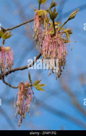 Italy, Lombardy, Box Elder, Acer Negundo, Female Flowers in Spring Stock Photo