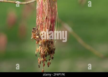 Italy, Lombardy, Box Elder,  Bee on Acer Negundo, Female Flowers in Spring Stock Photo