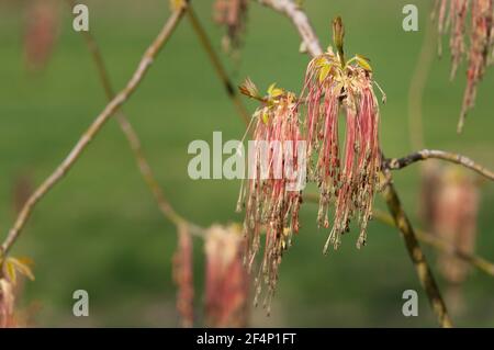 Italy, Lombardy, Box Elder, Acer Negundo, Female Flowers in Spring Stock Photo