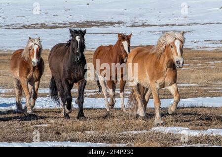 USA, Colorado, Custer County, Westcliffe, Music Meadows Ranch. Mixed herd of ranch horses. Stock Photo