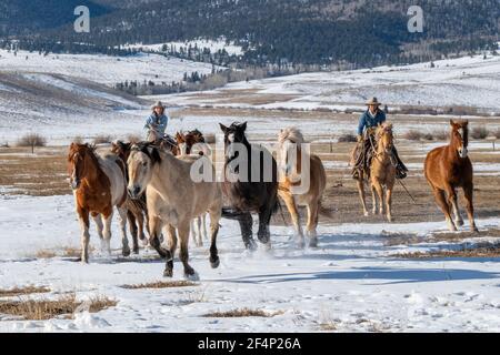 USA, Colorado, Westcliffe, Music Meadows Ranch. Female ranch hands moving herd of horses. Model Released. Stock Photo