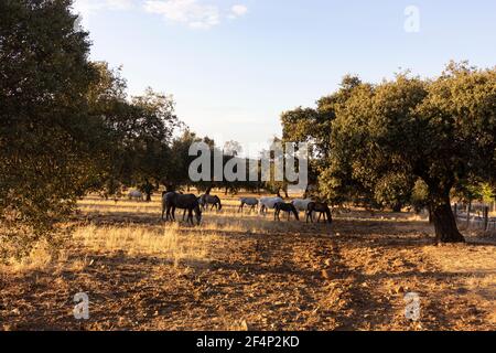horses in the field of a village in Andalusia southern Spain Stock Photo