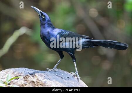 great-tailed grackle, Quiscalus mexicanus. adult searching for food on short vegetation, Cuba Stock Photo