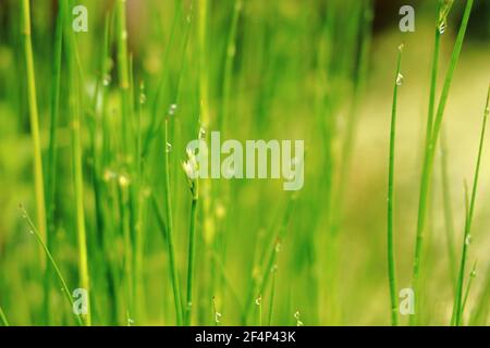 Raindrops on grass Stock Photo