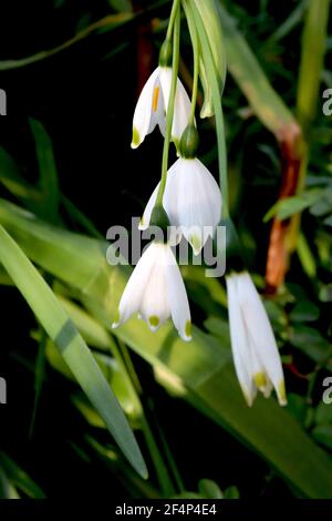 Leucojum aestivum Summer snowflake – white bell-shaped flower with green marking on petal tips, March, England, UK Stock Photo