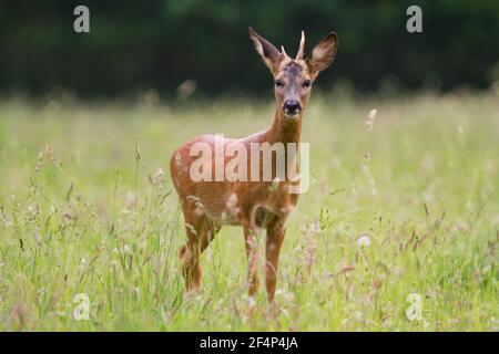 Young Roebuck with small, irregular antlers Stock Photo