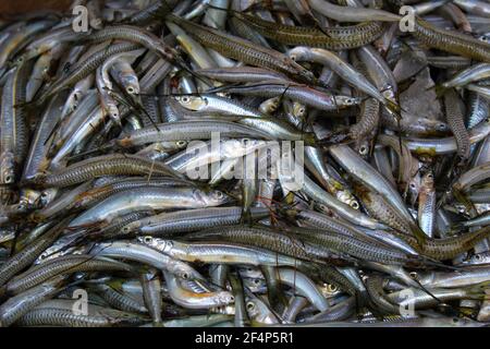 freshly harvested half beak spipe fish in hand Stock Photo