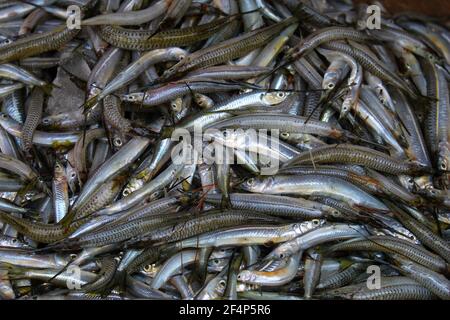 freshly harvested half beak spipe fish in hand Stock Photo