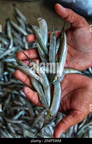 freshly harvested half beak spipe fish in hand Stock Photo