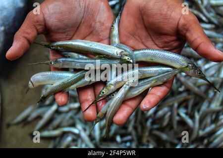 freshly harvested half beak spipe fish in hand Stock Photo