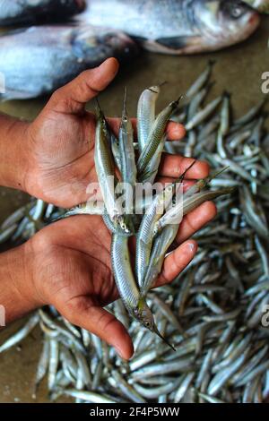 freshly harvested half beak spipe fish in hand Stock Photo