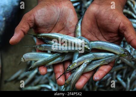 freshly harvested half beak spipe fish in hand Stock Photo