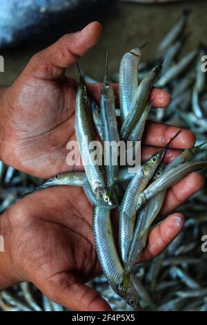 freshly harvested half beak spipe fish in hand Stock Photo