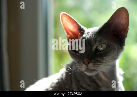 Close-up of a grey Devon Rex in front of a green background Stock Photo