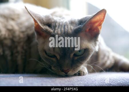 Head of a grey Devon Rex on the buttom Stock Photo