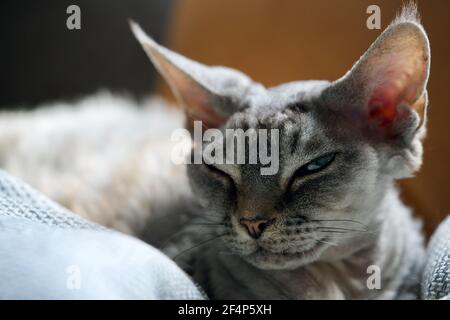 Head of a grey Devon Rex Stock Photo