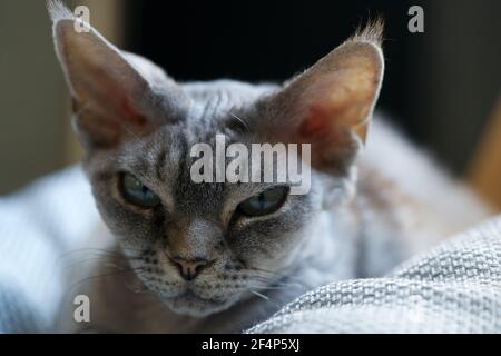 Close-up of a Devon Rex with blue eyes Stock Photo