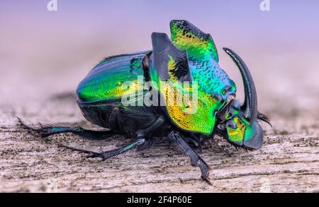 Horned Rhinoceros Scarab Dung Beetle, Phanaeus demon Stock Photo