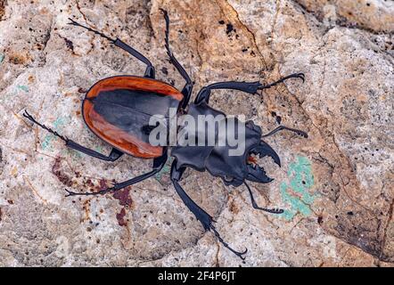 Stag Beetle, Odontolabis wollastoni, Indonesia Stock Photo