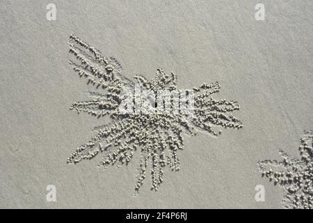 A crab dug a hole in the sand on the beach at low tide. Stock Photo